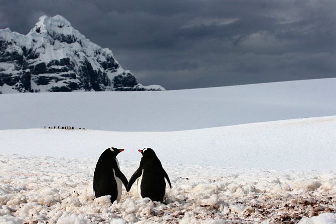 Cute Penguins Holding Hands